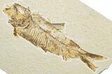 Detailed Fossil Fish (Knightia) - Wyoming #346040-1
